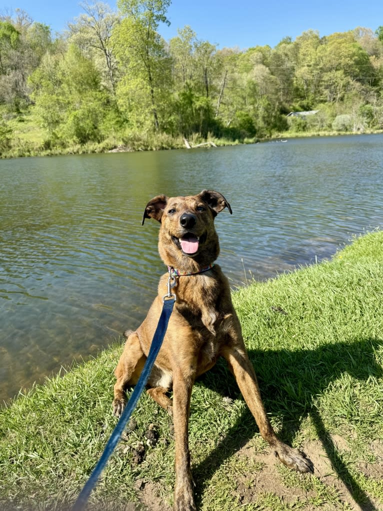 Captain, an Australian Cattle Dog and Plott mix tested with EmbarkVet.com
