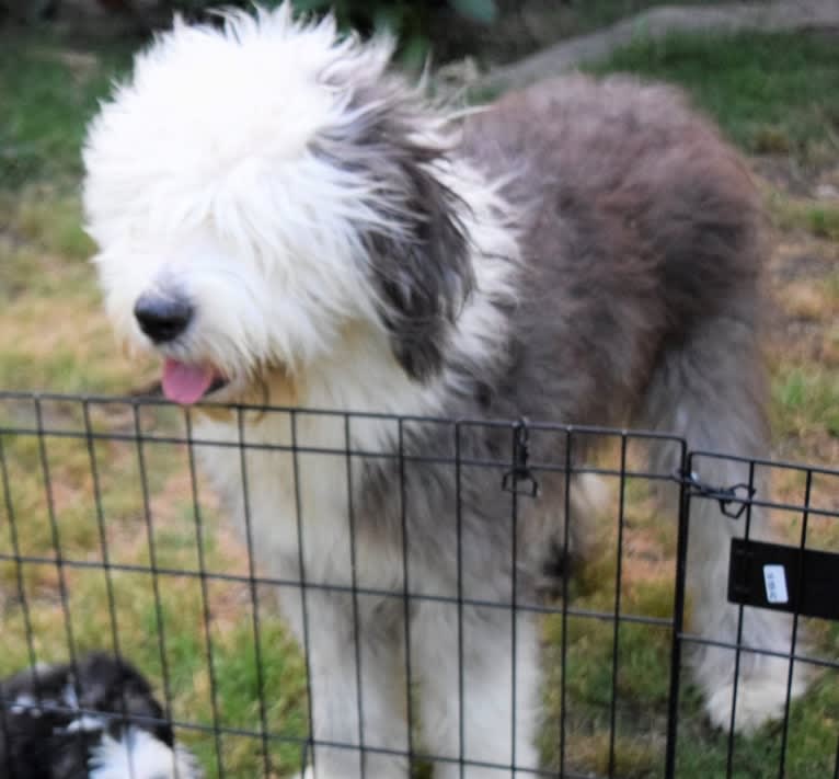 Freddie MercFurry, an Old English Sheepdog tested with EmbarkVet.com