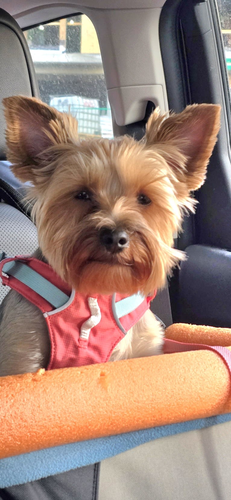 Charlie, a Yorkshire Terrier tested with EmbarkVet.com