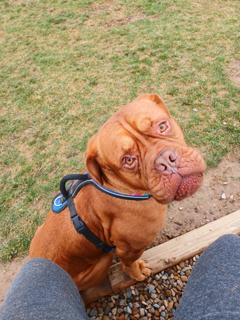 Brutis II, a Dogue de Bordeaux tested with EmbarkVet.com