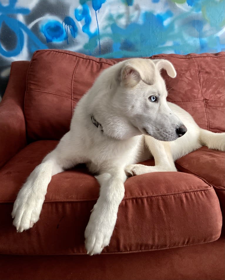 Dash, a Gerberian Shepsky (12.7% unresolved) tested with EmbarkVet.com