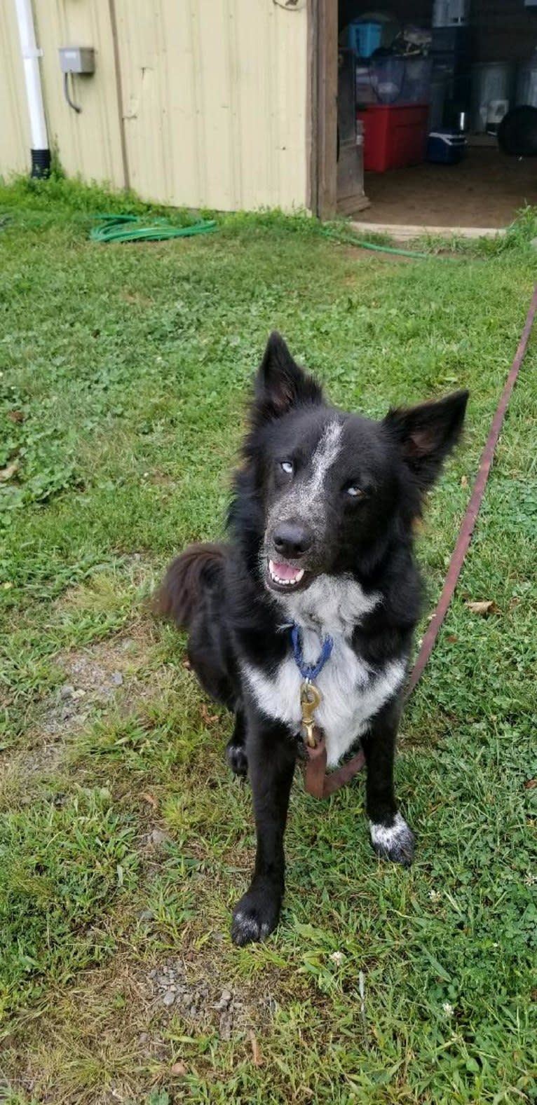 Tex, an Australian Cattle Dog and Border Collie mix tested with EmbarkVet.com