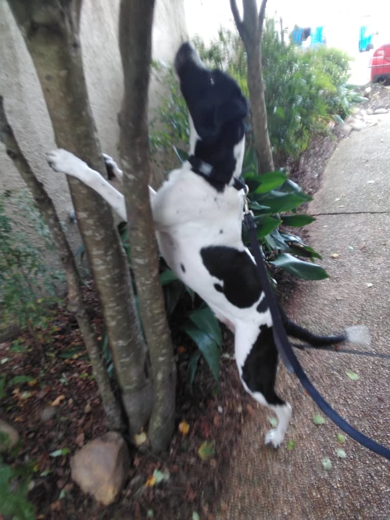 PATIENCE, a Labrador Retriever and American Pit Bull Terrier mix tested with EmbarkVet.com