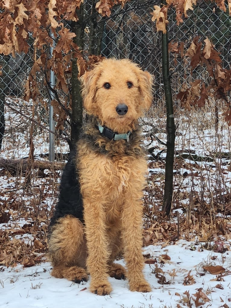 Louie, an Airedale Terrier tested with EmbarkVet.com