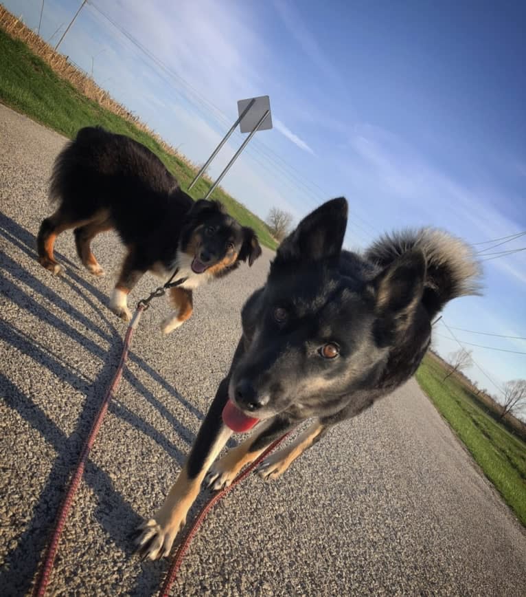 Laika, a Siberian Husky and Border Collie mix tested with EmbarkVet.com