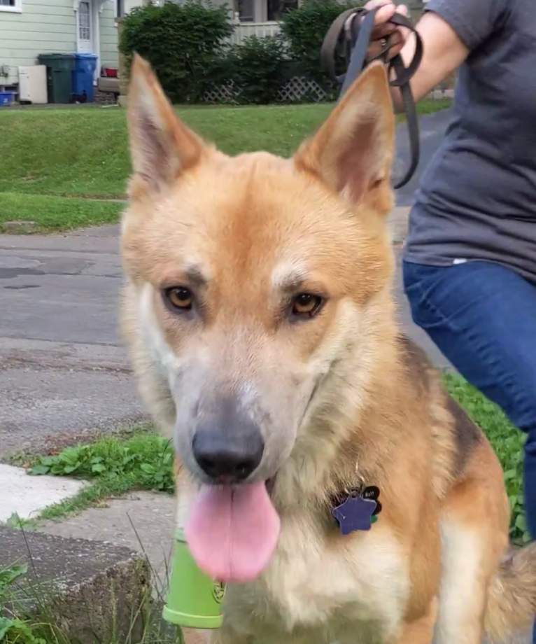 Loki, a Gerberian Shepsky tested with EmbarkVet.com