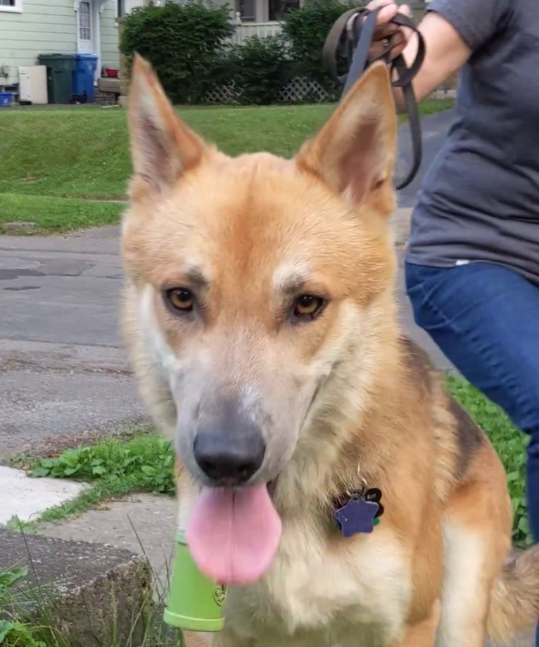 Loki, a German Shepherd Dog and Siberian Husky mix tested with EmbarkVet.com