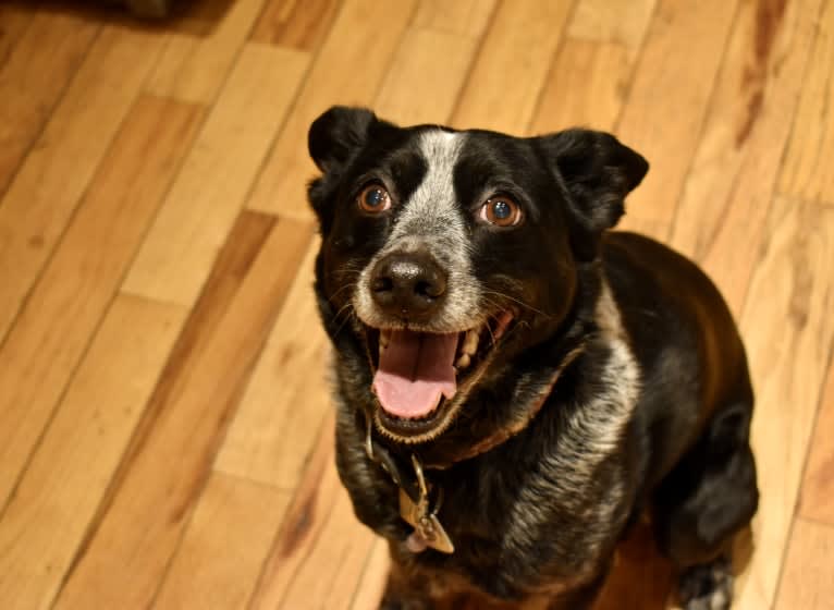 Mist, an Australian Cattle Dog and Australian Shepherd mix tested with EmbarkVet.com