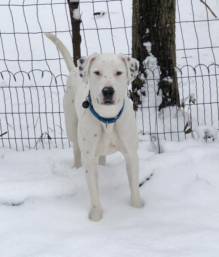 Dylan, an American Bully and Great Pyrenees mix tested with EmbarkVet.com