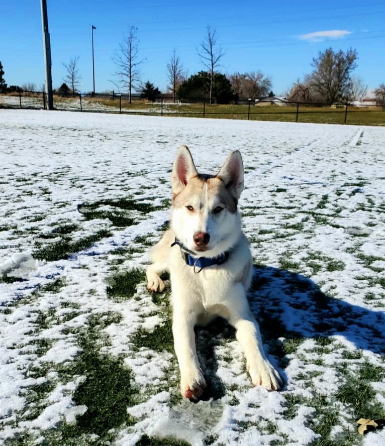 Kody Chasky, a Siberian Husky and American Pit Bull Terrier mix tested with EmbarkVet.com