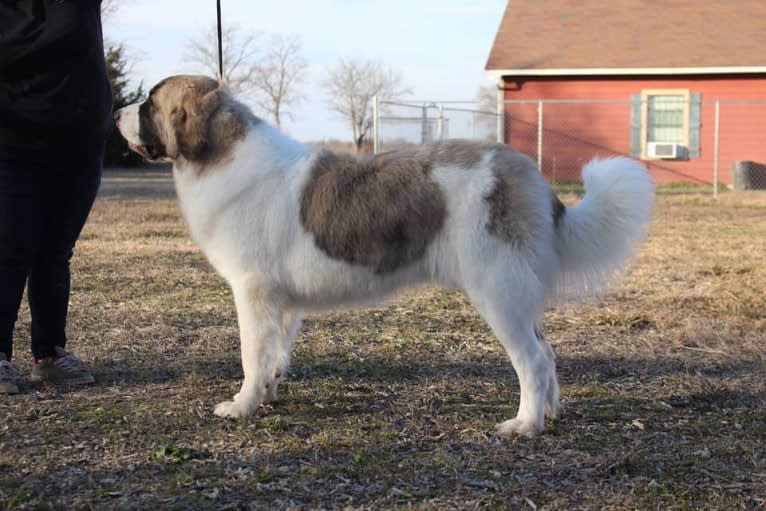 Luna, a Pyrenean Mastiff tested with EmbarkVet.com