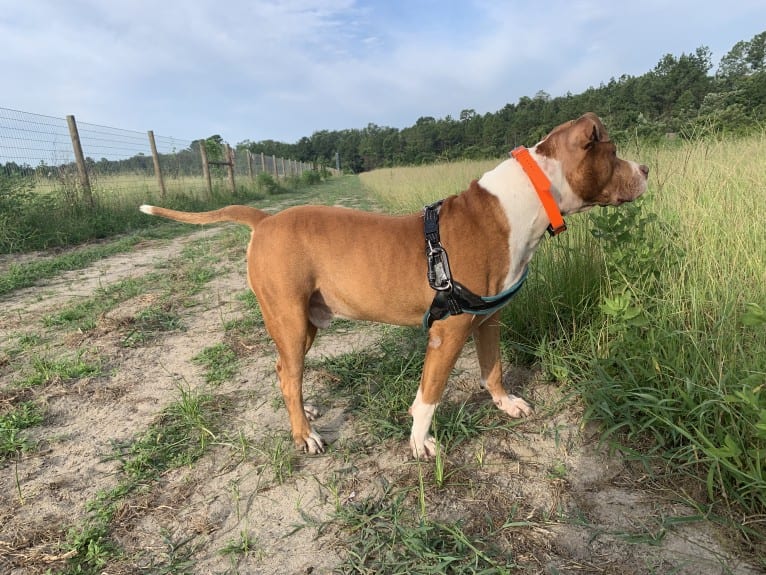 Buddy, an American Pit Bull Terrier and American Bulldog mix tested with EmbarkVet.com