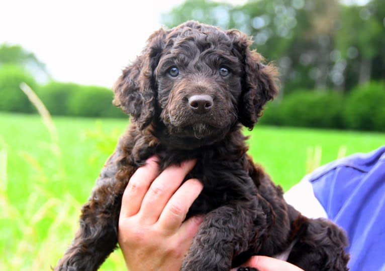 Stella, an Irish Water Spaniel tested with EmbarkVet.com