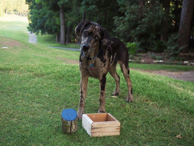 Ozark, an Australian Shepherd and Labrador Retriever mix tested with EmbarkVet.com