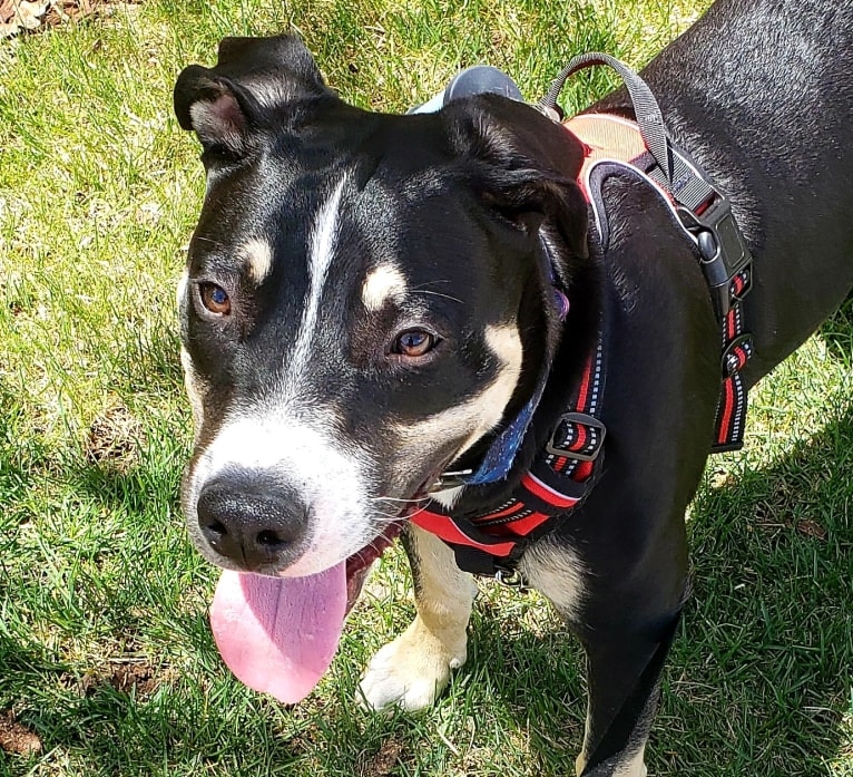 Loki, an American Pit Bull Terrier and German Shepherd Dog mix tested with EmbarkVet.com