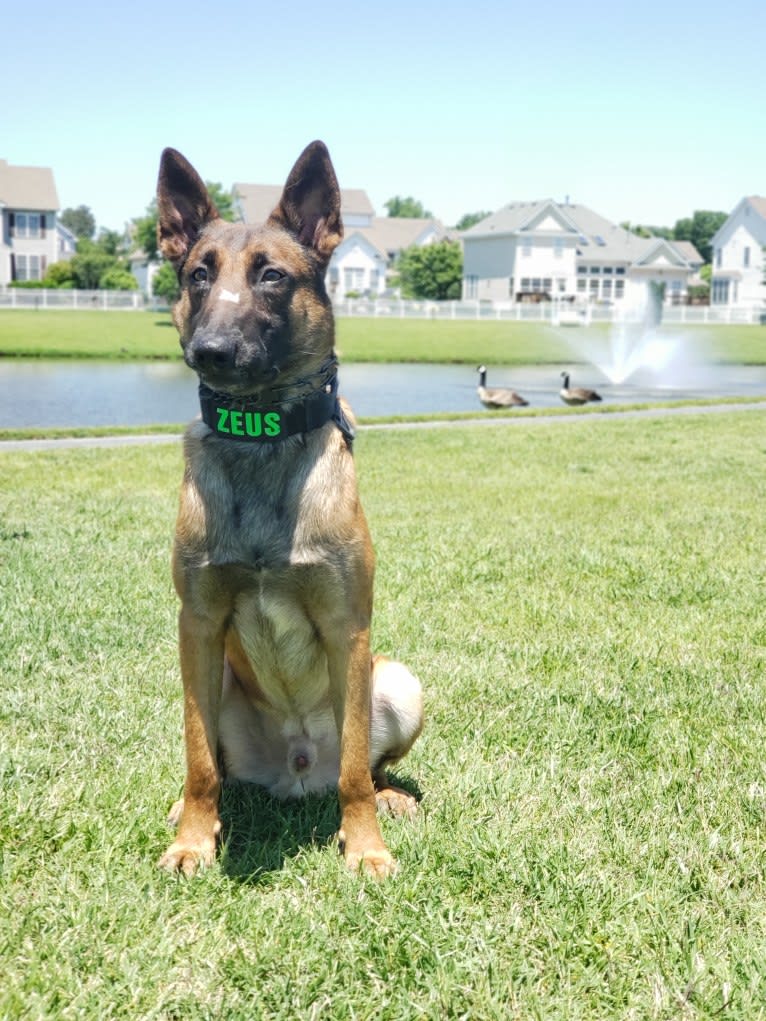 Zeus, a Belgian Malinois and German Shepherd Dog mix tested with EmbarkVet.com