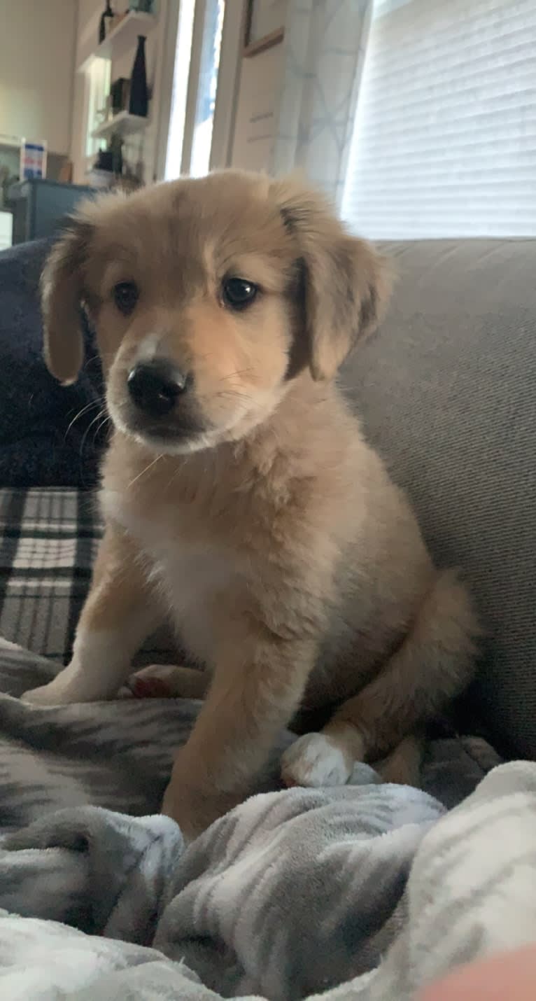 Walter, an Australian Cattle Dog and Siberian Husky mix tested with EmbarkVet.com