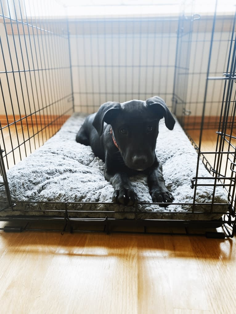 Theo, a Dalmatian and German Shepherd Dog mix tested with EmbarkVet.com