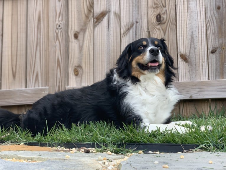 Scarlett, a Brittany and Australian Shepherd mix tested with EmbarkVet.com