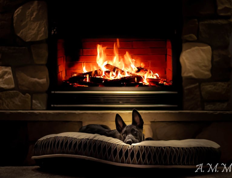 Franky, a Belgian Shepherd tested with EmbarkVet.com