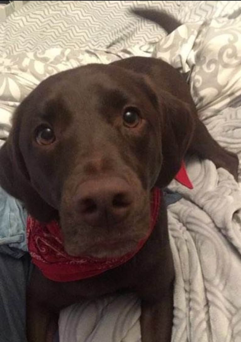 Rosco, a Labrador Retriever and Great Pyrenees mix tested with EmbarkVet.com