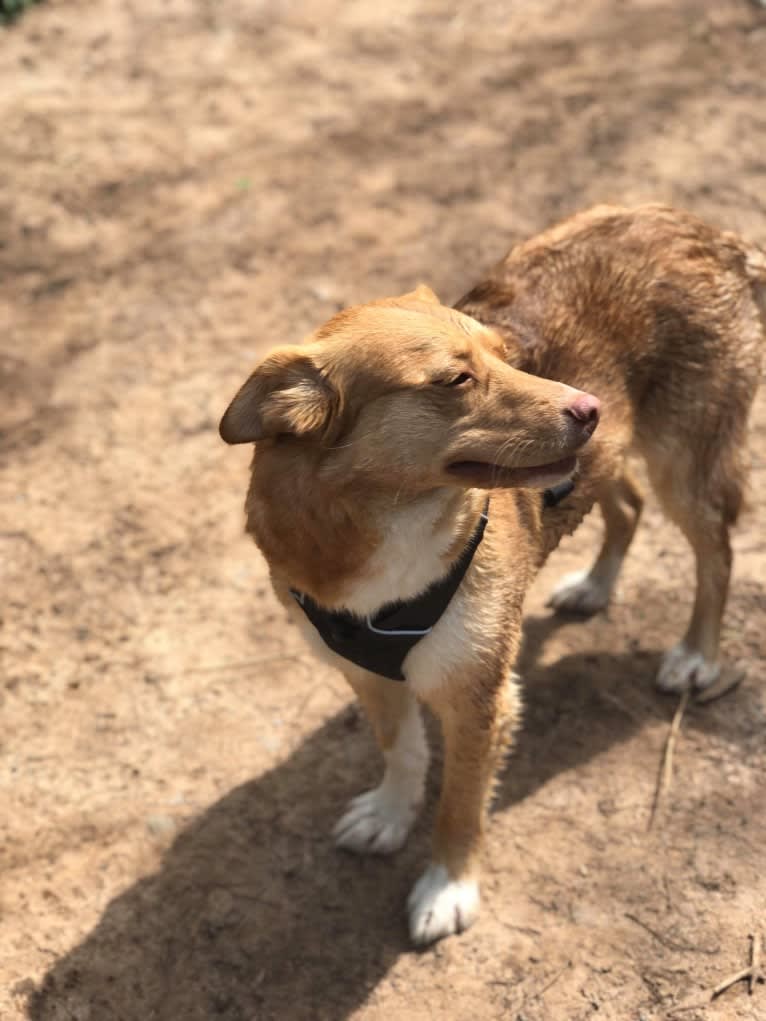 Minnie, an Australian Cattle Dog and German Shepherd Dog mix tested with EmbarkVet.com