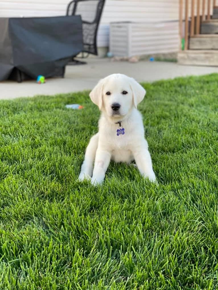 Keebler, a Great Pyrenees and Sarplaninac mix tested with EmbarkVet.com