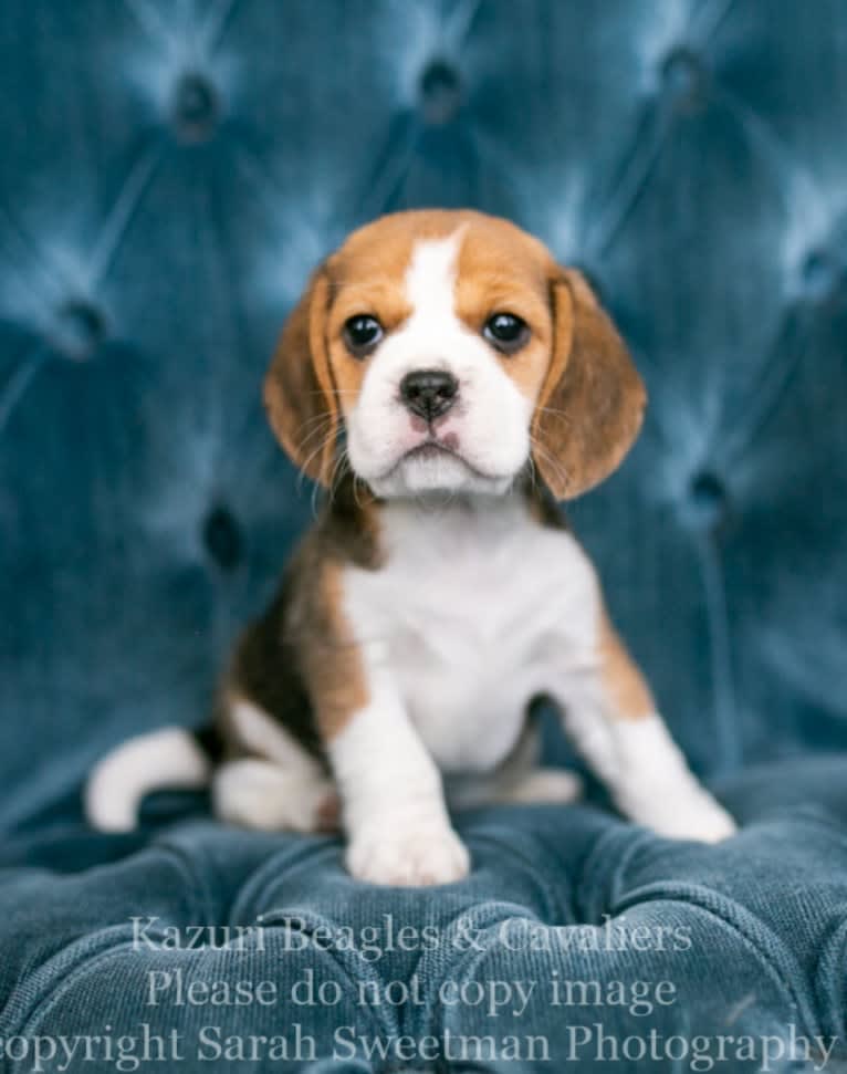 Jewel, a Beagle tested with EmbarkVet.com