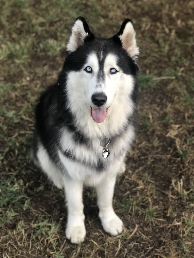 Zeke, a Siberian Husky (8.3% unresolved) tested with EmbarkVet.com