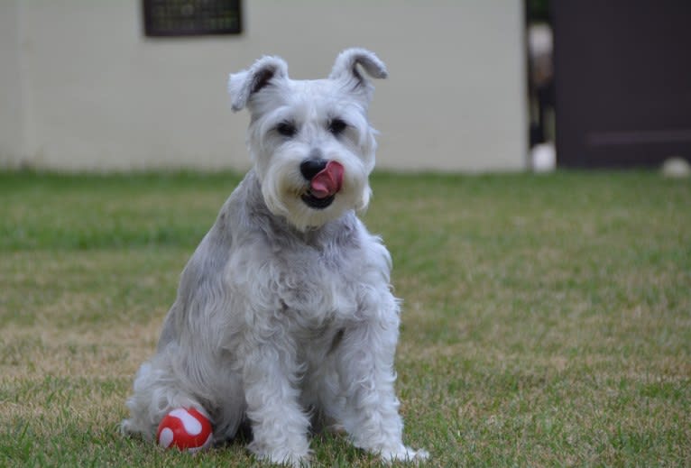 SPARTA, a Miniature Schnauzer tested with EmbarkVet.com