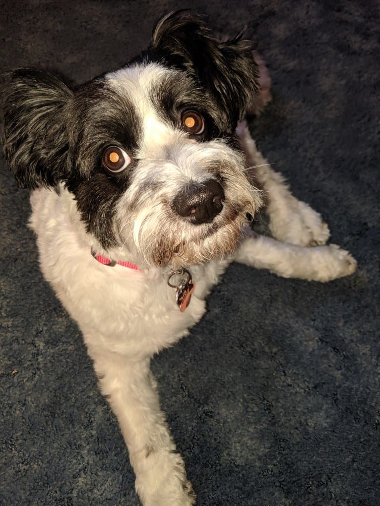 Teddy, a Poodle (Small) and Shih Tzu mix tested with EmbarkVet.com