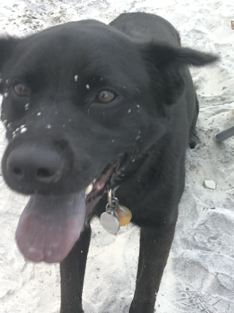 Rio, a Labrador Retriever and Chow Chow mix tested with EmbarkVet.com