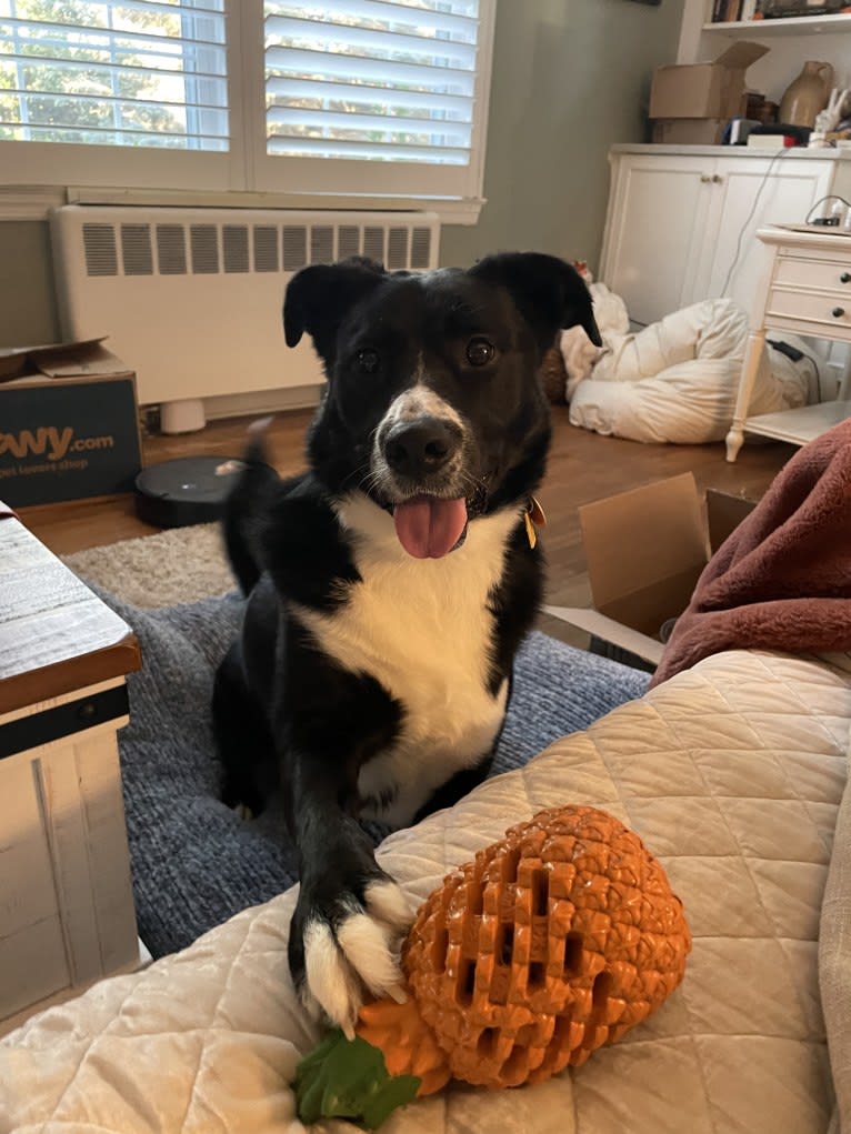 Marlowe Gandalf, a Siberian Husky and Australian Shepherd mix tested with EmbarkVet.com