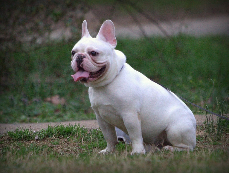 REMY, a French Bulldog tested with EmbarkVet.com