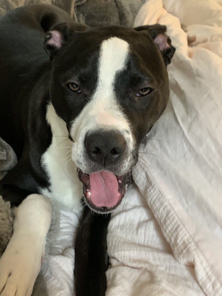 Archie, an American Pit Bull Terrier (12.0% unresolved) tested with EmbarkVet.com
