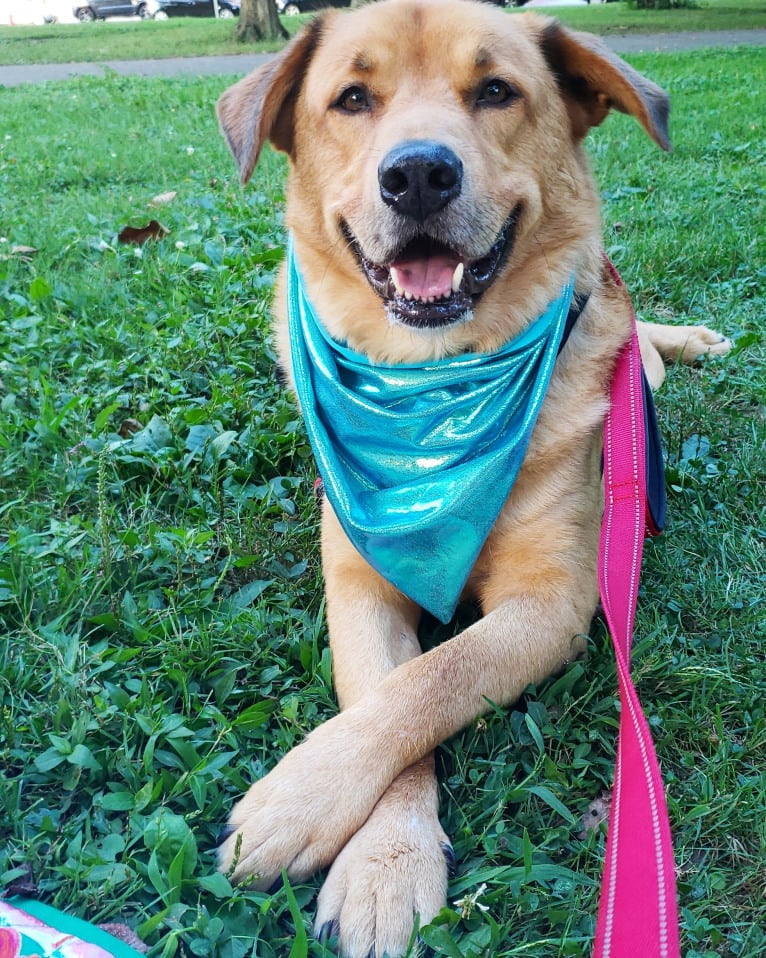 Buddy, an Alaskan Malamute and American Pit Bull Terrier mix tested with EmbarkVet.com