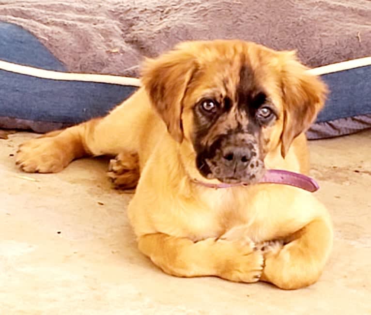 Ava, a Labrador Retriever and Boxer mix tested with EmbarkVet.com