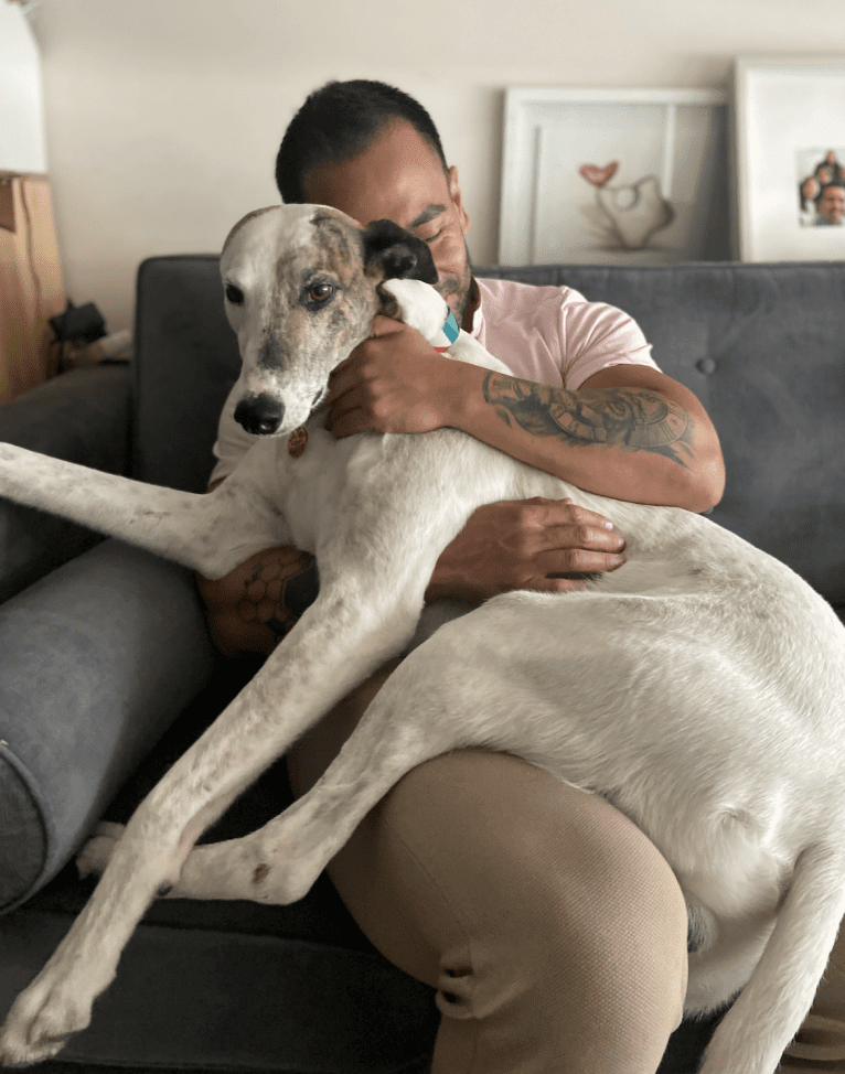 Kenzō, a Greyhound and American Village Dog mix tested with EmbarkVet.com