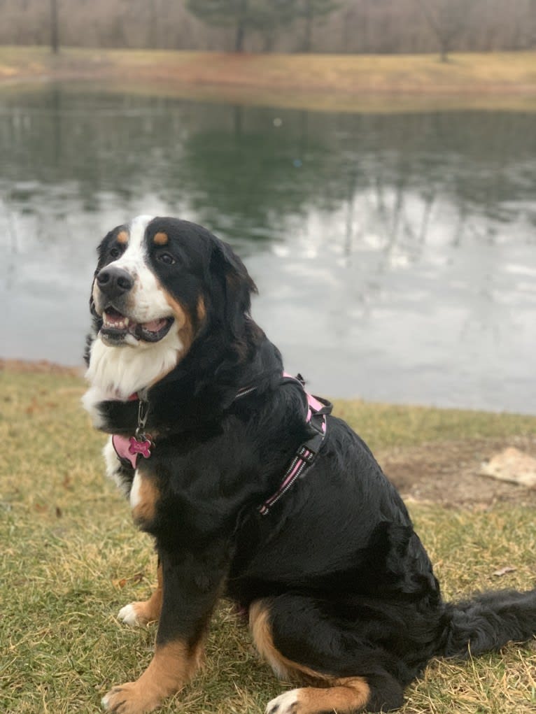 Lola, a Bernese Mountain Dog tested with EmbarkVet.com