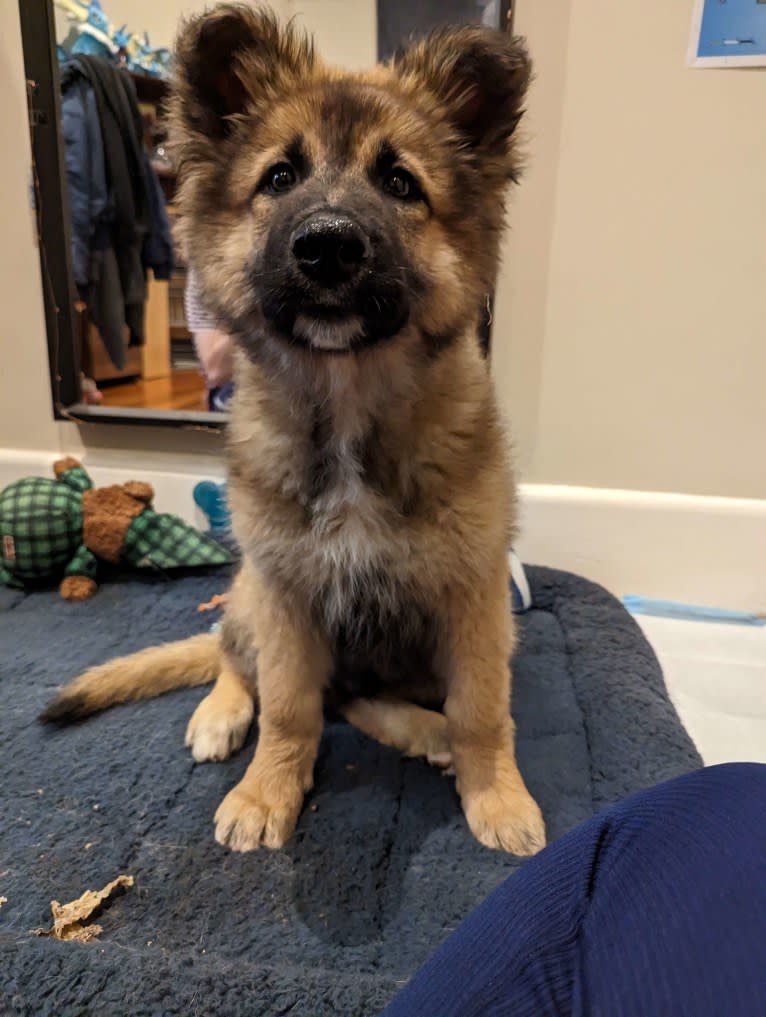 Tinos, a German Shepherd Dog and Alaskan Malamute mix tested with EmbarkVet.com