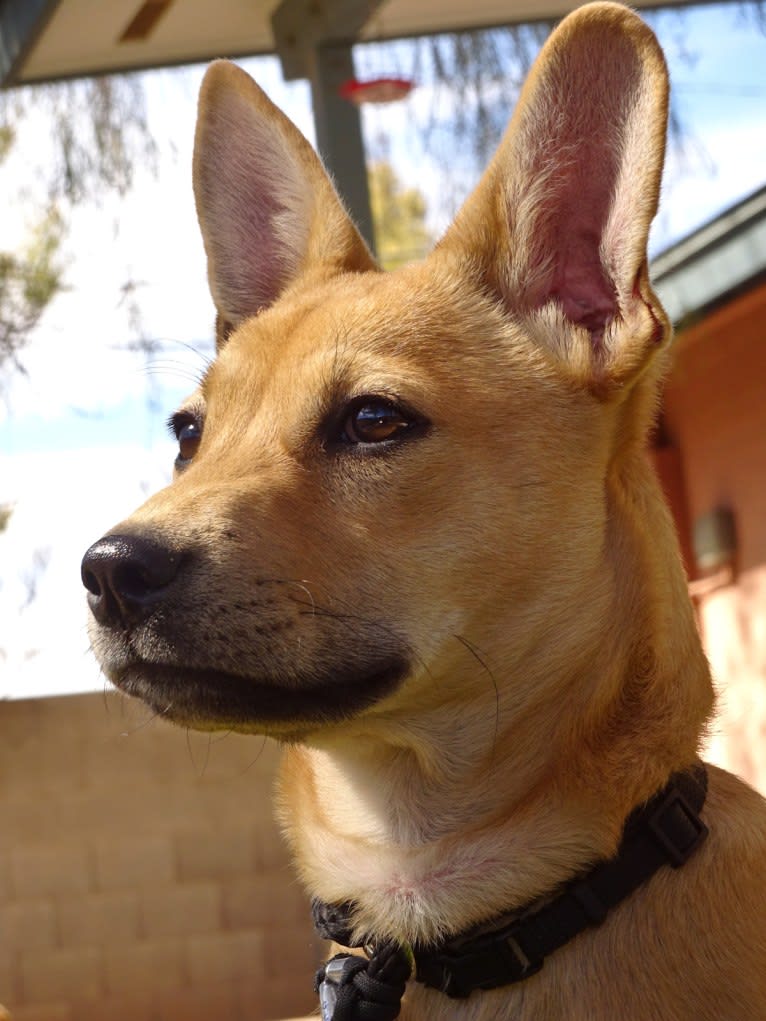 Bean, a Chow Chow and Chihuahua mix tested with EmbarkVet.com