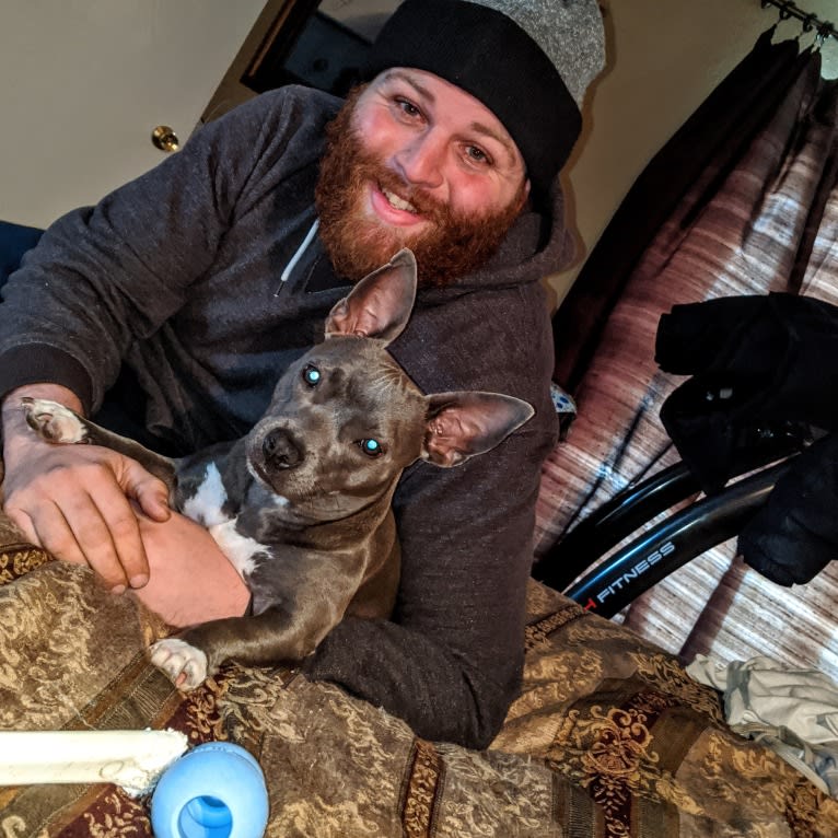 Sage, an American Bully tested with EmbarkVet.com