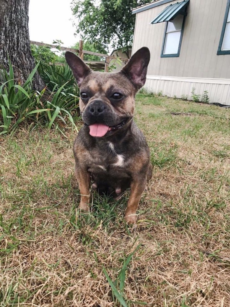 Stitch, a French Bulldog tested with EmbarkVet.com