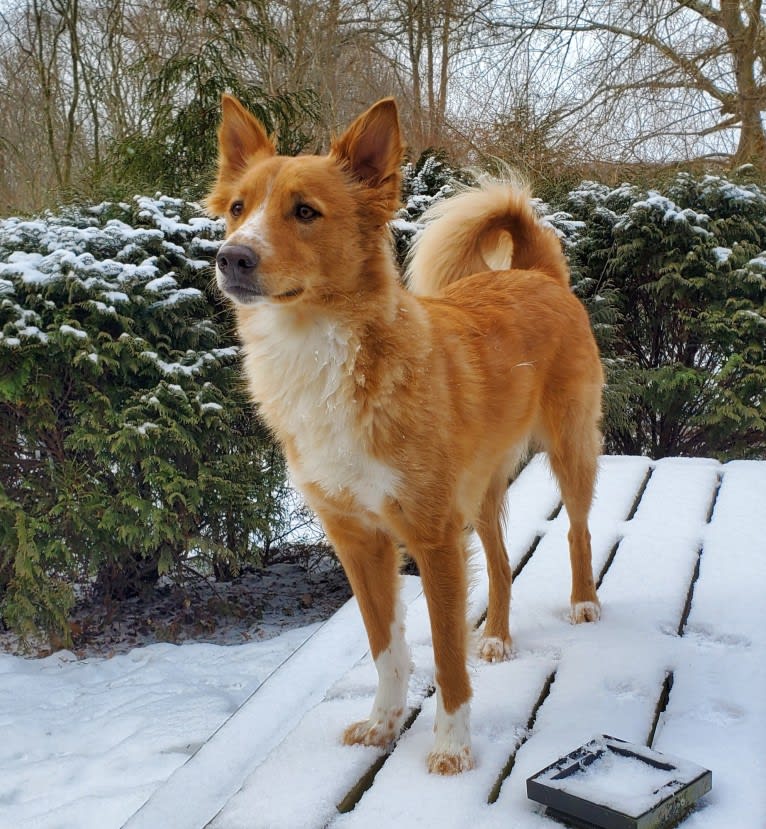 Antosha, an Arabian Village Dog tested with EmbarkVet.com