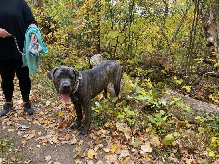 Rocco Roman Hughes, a Cane Corso tested with EmbarkVet.com