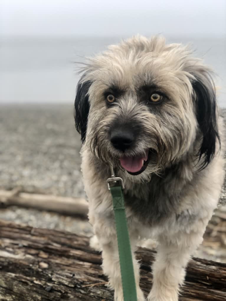 Henny, a West Asian Village Dog tested with EmbarkVet.com
