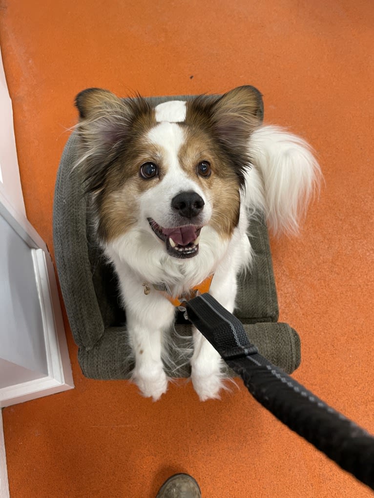 Cooper, an Australian Cattle Dog and Shih Tzu mix tested with EmbarkVet.com