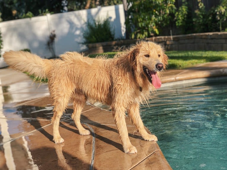 Kai, a Border Collie and Golden Retriever mix tested with EmbarkVet.com