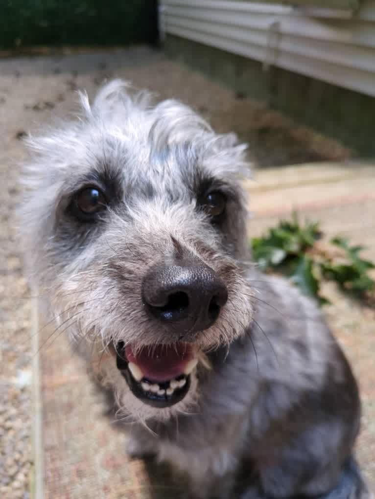 Whitney, a Poodle (Small) and Miniature Schnauzer mix tested with EmbarkVet.com