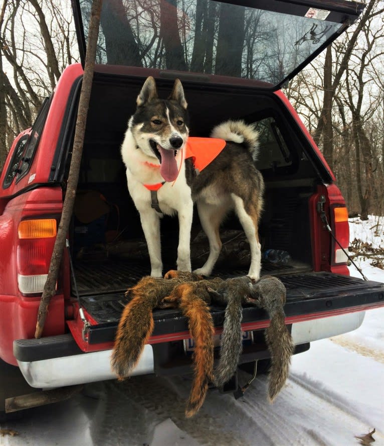 Flint, a West Siberian Laika tested with EmbarkVet.com